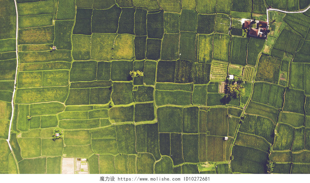 航拍鸟瞰图田地种田水稻整齐的土地健康饮食希望的田野美好乡村